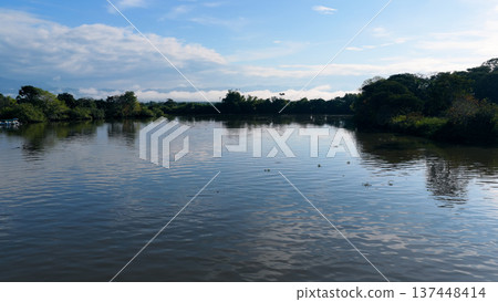 Sierpe river mangrove forest and tropical wetland landscape 137448414