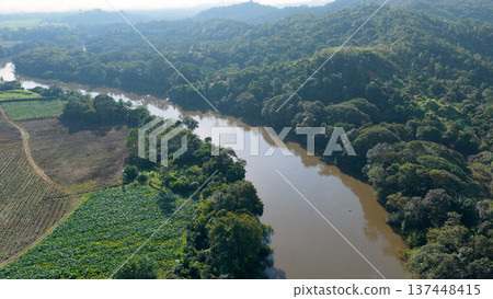 Sierpe river flowing through costa rica's mangrove forest Sierpe river flowing through costa rica's mangrove forest 137448415