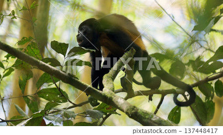 Mantled howler monkey sitting on tree branch 137448417