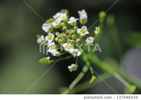 Small white shepherd's purse flowers blooming on the roadside in early spring Small white shepherd's purse flowers blooming on the roadside in early spring 137448439