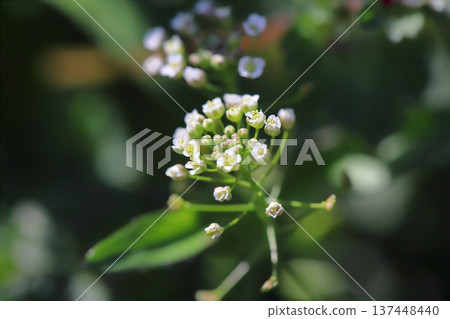 早春時節，路邊盛開著白色的小薺菜花。 137448440