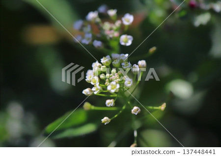 Small white shepherd's purse flowers blooming on the roadside in early spring Small white shepherd's purse flowers blooming on the roadside in early spring 137448441