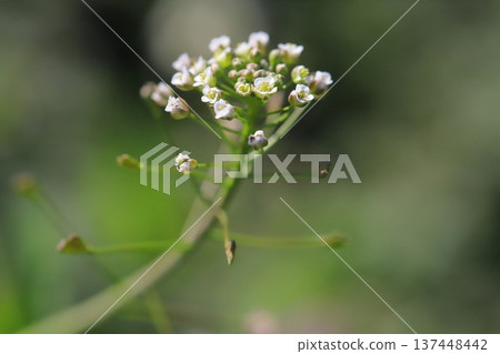 早春時節，路邊盛開著白色的小薺菜花。 137448442