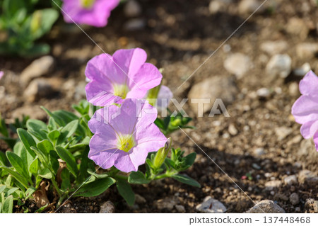 Pale pink petunias blooming in the sunlight in an urban park Pale pink petunias blooming in the sunlight in an urban park 137448468