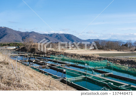 阿茲米諾的養魚場池塘在冬天 阿茲米諾的養魚場池塘在冬天 137448471