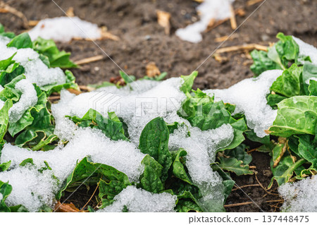 Snowy day: Spinach in the vegetable garden 137448475