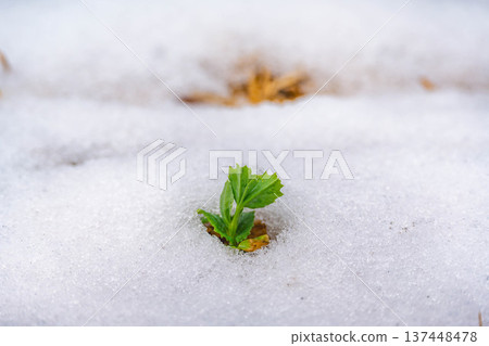 雪天田野裡的豌豆 雪天田野裡的豌豆 137448478