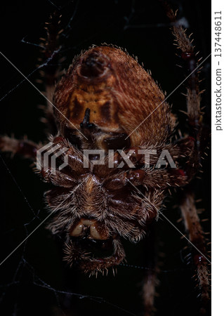 Spider Underside Macro in Web Spider Underside Macro in Web 137448611