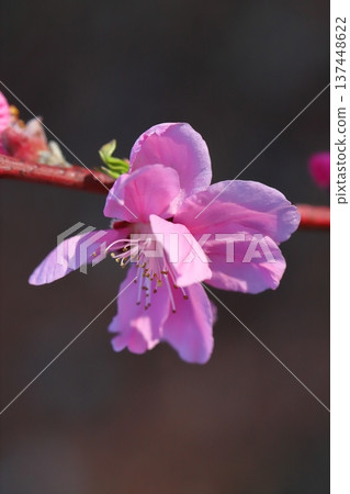 早春時節,花園裡盛開著重瓣粉紅桃花(矢口桃)。 早春時節,花園裡盛開著重瓣粉紅桃花(矢口桃)。 137448622