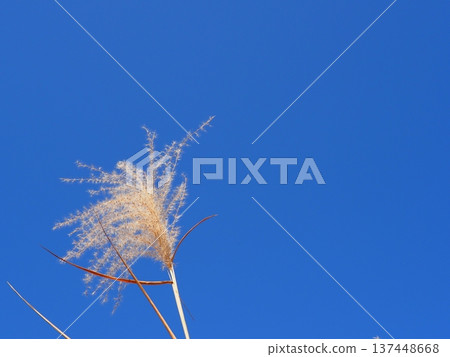 The silver grass that stands out against the blue sky is perfect for a copy space. The blue art of the sky. The contrast of the silver grass. Feel the sky. The silver grass that stands out against the blue sky is perfect for a copy space. The blue art of the sky. The contrast of the silver grass. Feel the sky. 137448668