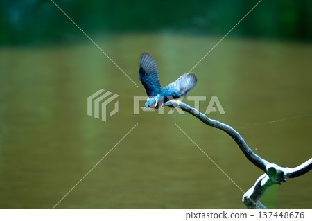 "The moment a kingfisher takes flight; a wild bird perched on a branch with a waterside background; copy space available." 137448676