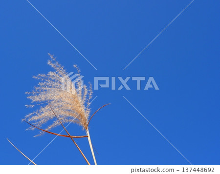 The silver grass that stands out against the blue sky is perfect for a copy space. The blue art of the sky. The contrast of the silver grass. Feel the sky. The silver grass that stands out against the blue sky is perfect for a copy space. The blue art of the sky. The contrast of the silver grass. Feel the sky. 137448692