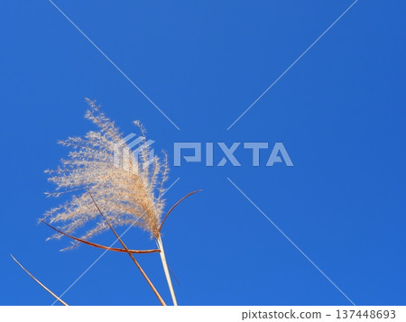 The silver grass that stands out against the blue sky is perfect for a copy space. The blue art of the sky. The contrast of the silver grass. Feel the sky. The silver grass that stands out against the blue sky is perfect for a copy space. The blue art of the sky. The contrast of the silver grass. Feel the sky. 137448693