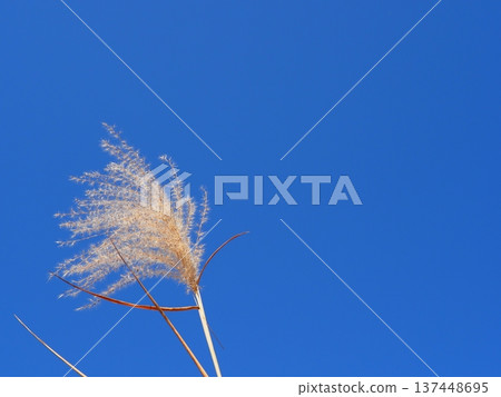 The silver grass that stands out against the blue sky is perfect for a copy space. The blue art of the sky. The contrast of the silver grass. Feel the sky. 137448695