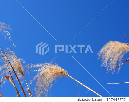 The silver grass that stands out against the blue sky is perfect for a copy space. The blue art of the sky. The contrast of the silver grass. Feel the sky. The silver grass that stands out against the blue sky is perfect for a copy space. The blue art of the sky. The contrast of the silver grass. Feel the sky. 137448752