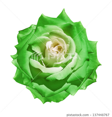 Rose flower on isolated background with clipping path. Closeup. For design. Transparent background. Nature. Rose flower on isolated background with clipping path. Closeup. For design. Transparent background. Nature. 137448767