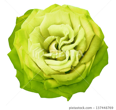 Yellow rose flower  on  white   isolated background with clipping path. Closeup. For design. Nature. 137448769