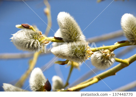 Pussy willow branches on blue sky background. springtime.    137448770