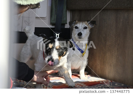 兩隻友善的傑克羅素梗犬在露營車旅行中 137448775