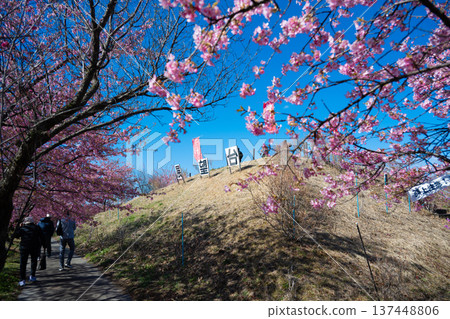 The observation deck at Misato Plum Grove surrounded by Kawazu cherry blossoms 137448806