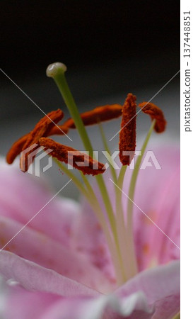 粉紅百合花桌布特寫 1 137448851