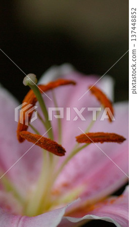 Close-up pink lily wallpaper Close-up pink lily wallpaper 137448852
