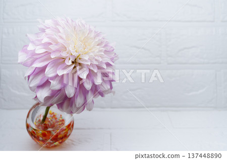Pale purple dahlia flower in a warm-colored glass vase (left) Pale purple dahlia flower in a warm-colored glass vase (left) 137448890
