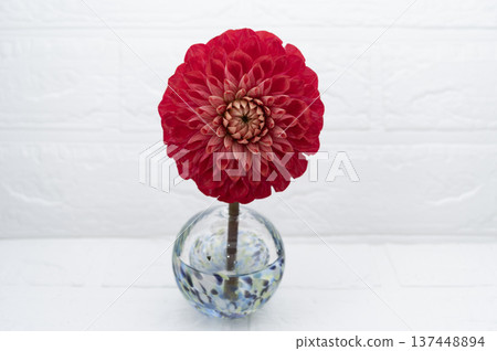 一朵紅色大麗花插在漂亮的玻璃花瓶裡（位於畫面中心）。 137448894