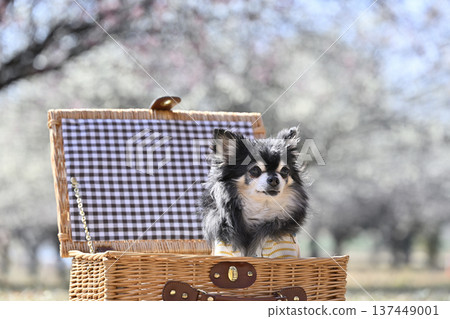 A cute Chihuahua in a basket and a plum grove in full bloom - Spring material A cute Chihuahua in a basket and a plum grove in full bloom - Spring material 137449001