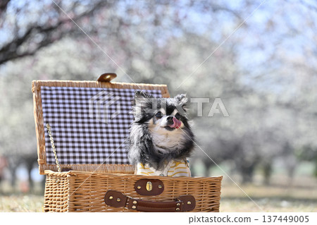 A cute Chihuahua in a basket and a plum grove in full bloom - Spring material 137449005