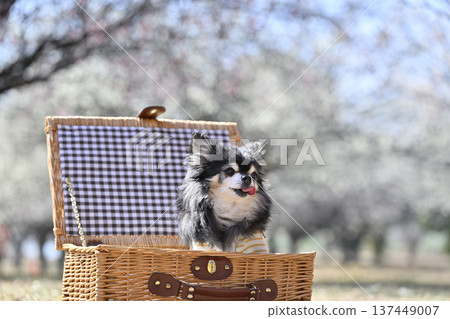 籃子裡一隻可愛的吉娃娃，還有一片盛開的李子林－春意盎然的景象 137449007
