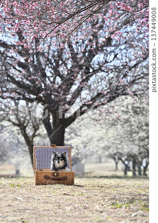 A cute Chihuahua in a basket and a plum grove in full bloom - Spring material A cute Chihuahua in a basket and a plum grove in full bloom - Spring material 137449008