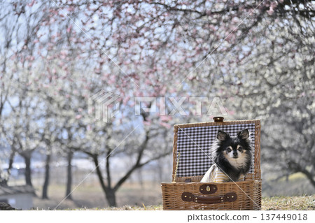 籃子裡一隻可愛的吉娃娃，還有一片盛開的李子林－春意盎然的景象 137449018