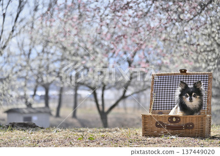 A cute Chihuahua in a basket and a plum grove in full bloom - Spring material A cute Chihuahua in a basket and a plum grove in full bloom - Spring material 137449020