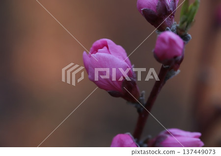Pink peach (Yaguchi peach) buds blooming in a garden in early spring Pink peach (Yaguchi peach) buds blooming in a garden in early spring 137449073