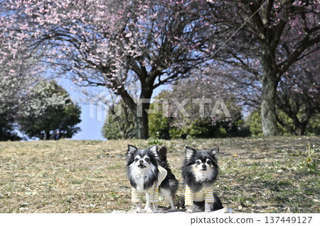 Instagrammable photos of plum blossoms in full bloom, Chihuahuas, multiple pets, spring materials 137449127