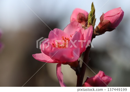 早春時節,花園裡盛開著重瓣粉紅桃花(矢口桃)。 早春時節,花園裡盛開著重瓣粉紅桃花(矢口桃)。 137449199