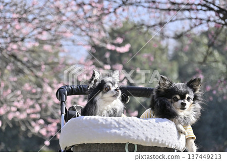 A unique experience of owning multiple pets: Two Chihuahuas walking in a dog cart. A plum grove in full bloom. A unique experience of owning multiple pets: Two Chihuahuas walking in a dog cart. A plum grove in full bloom. 137449213