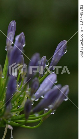Agapanthus buds and water drops wallpaper 137449282