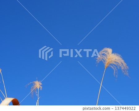 Japanese pampas grass against the blue sky. Copy space. Enjoy the refreshing blue. 137449322