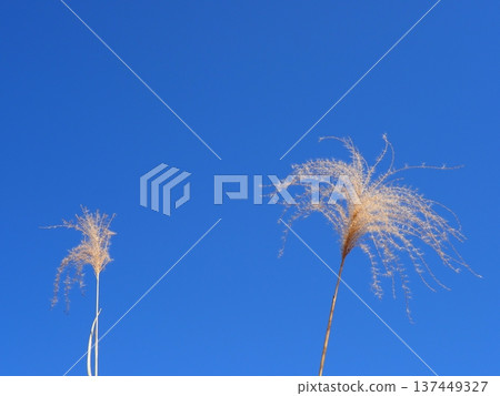 Japanese pampas grass against the blue sky. Copy space. Enjoy the refreshing blue. 137449327