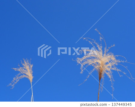 Japanese pampas grass against the blue sky. Copy space. Enjoy the refreshing blue. Japanese pampas grass against the blue sky. Copy space. Enjoy the refreshing blue. 137449345