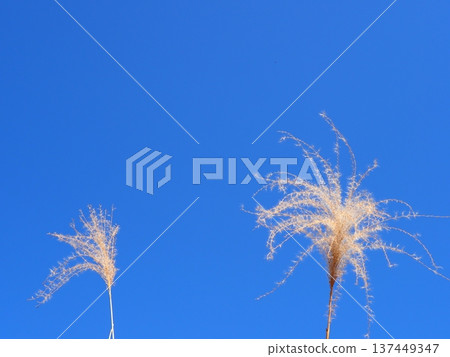 藍天下,日本蒲葦草搖曳生姿。留白處可添加文字。盡情享受這清爽的藍色吧。 藍天下,日本蒲葦草搖曳生姿。留白處可添加文字。盡情享受這清爽的藍色吧。 137449347