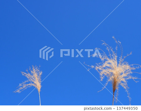 Japanese pampas grass against the blue sky. Copy space. Enjoy the refreshing blue. Japanese pampas grass against the blue sky. Copy space. Enjoy the refreshing blue. 137449350