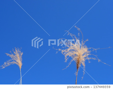 Japanese pampas grass against the blue sky. Copy space. Enjoy the refreshing blue. 137449359