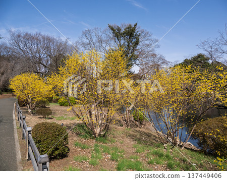 Cornus cherry blossoms blooming in a spring park and a garden path - Early spring scenery 137449406