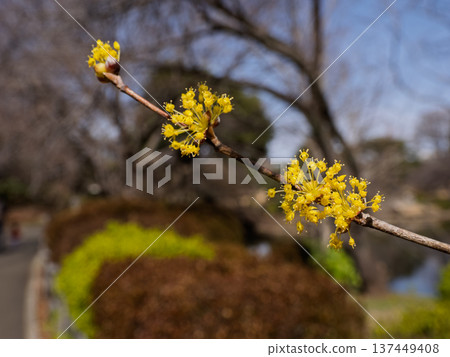 Cornus flowers blooming in a city park Spring plants 137449408