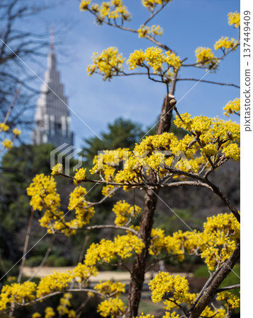 高樓大廈與山茱萸花：城市春景 137449409