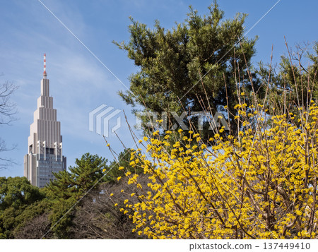 春日城市景觀：摩天大樓與金黃的山茱萸 137449410