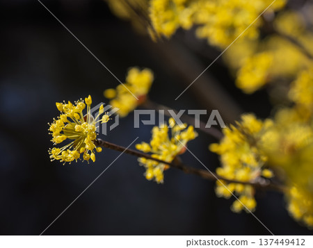 日本山茱萸（Cornus japonica）開著黃色小花，是一種早春植物。 137449412